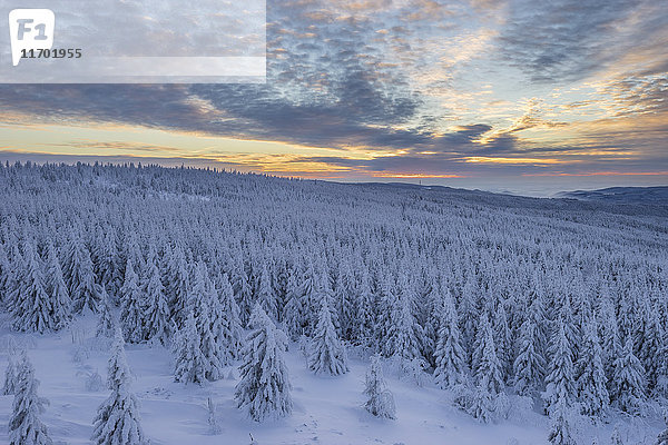 Deutschland  Niedersachsen  Nationalpark Harz  Winterlandschaft bei Sonnenuntergang