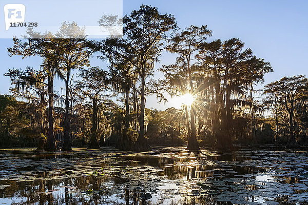 USA  Texas  Louisiana  Caddo Lake State Park  Sägewerksteich  kahler Zypressenwald
