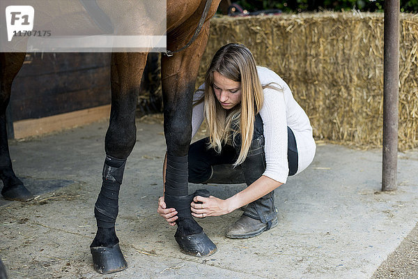 Junge Frau beim Anlegen eines Verbandes am Pferdebein