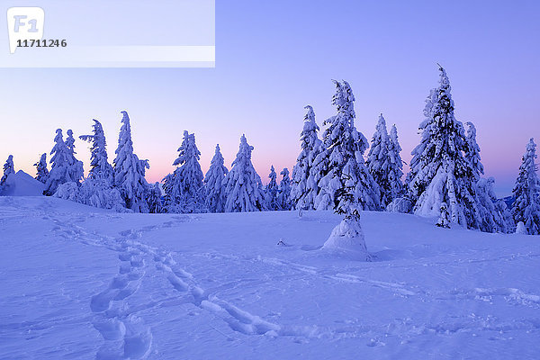 Deutschland  Bayern  Bayerischer Wald im Winter  Großer Arber  schneebedeckte Fichten am Vormittag
