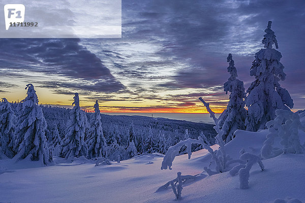 Deutschland  Niedersachsen  Nationalpark Harz  Winterlandschaft bei Sonnenuntergang