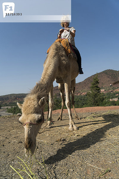 Marokko  Frau auf einem Kamel