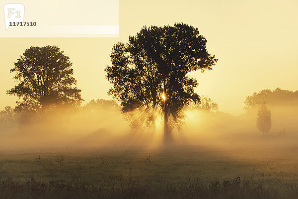 Bäume auf einer Wiese mit frühem Morgendunst bei Sonnenaufgang