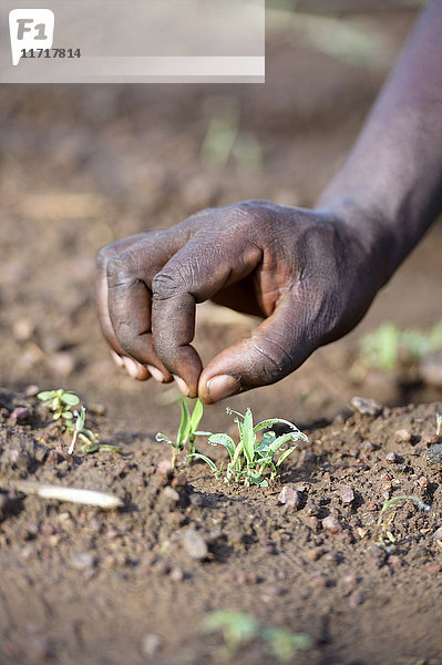Burkina Faso  Zambele  Hand mit Sorghumpflanze