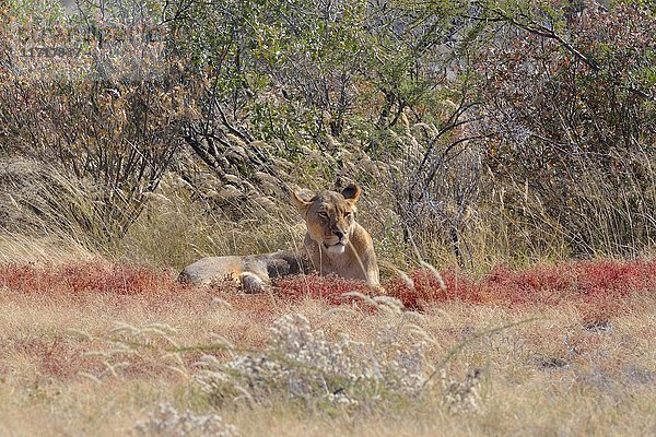 Afrikanischer Löwe (Panthera leo)  Löwin im trockenen Gras liegend  Etosha National Park  Namibia  Afrika