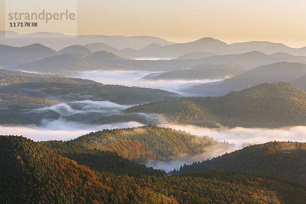 Pfälzer Wald  Nebel  Sonnenaufgang  Pfalz  Rheinland Pfalz  Deutschland  Europa