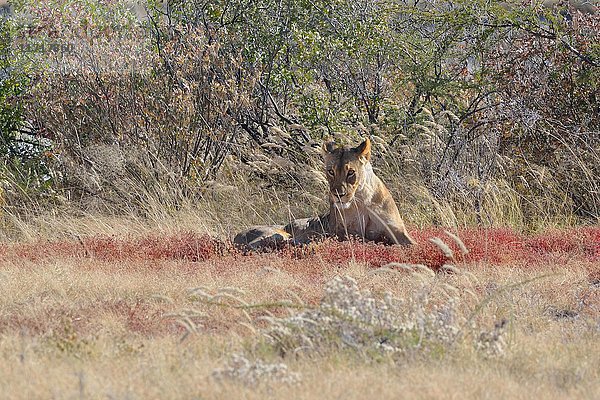 Afrikanischer Löwe (Panthera leo)  Löwin im trockenen Gras liegend  Etosha National Park  Namibia  Afrika