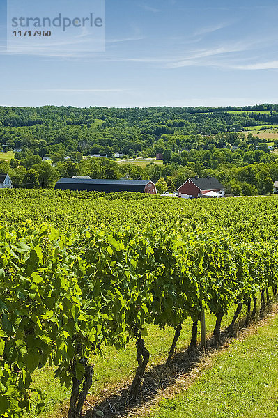 Gasperau Valley Weinberge  in der Nähe von Wolfville; Nova Scotia  Kanada'.