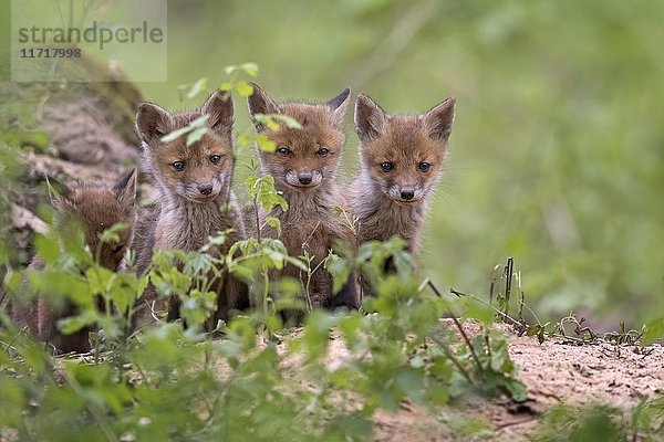 Rotfüchse (vulpes vulpes)  Welpen  Jungtiere an der Höhle  neugierig  Biosphärenreservat Mittellelbe  Sachsen-Anhalt  Deutschland  Europa