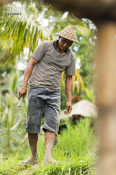 Ein Bauer arbeitet auf Reisterrassen in der Nähe von Ubud; Tegallalang  Insel Bali  Indonesien'.