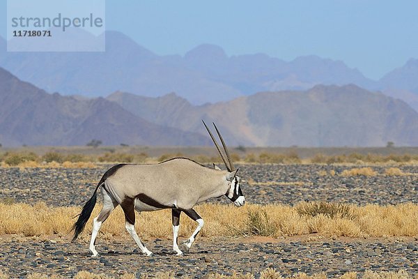 Männlicher Gemsbock (Oryx gazella) beim Wandern  Namib-Naukluft-Nationalpark  Namibia  Afrika