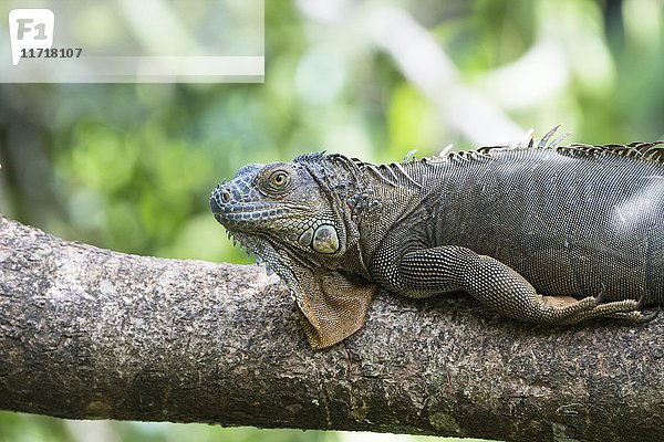 Grüner Leguan (Iguana iguana) auf dickem Ast liegend  Costa Rica  Mittelamerika