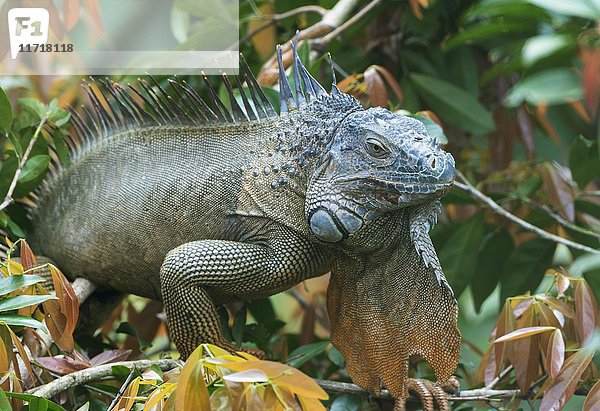 Grüner Leguan (Iguana iguana) auf Baum  Costa Rica  Mittelamerika