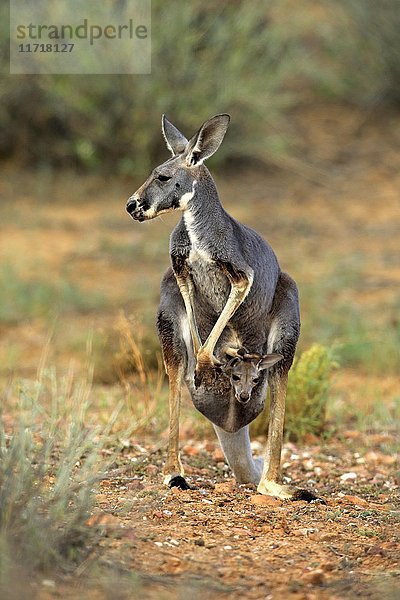 Rotes Känguru (Macropus rufus)  Weibchen mit Jungtier  Jungtier schaut aus dem Beutel  Familie wachsam  Sturt National Park  New South Wales  Australien  Ozeanien