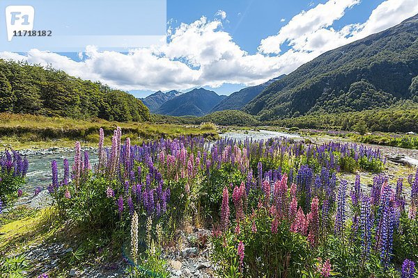 Lila Großblättrige Lupinen (Lupinus polyphyllus) an einem Fluss  Eglington River  Earl Mountains  Fiordland National Park  Te Anau  Southland Region  Southland  Neuseeland  Ozeanien