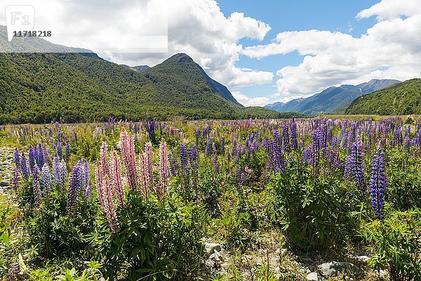 Violette Großblättrige Lupinen (Lupinus polyphyllus) vor Bergkulisse  Fiordland National Park  Te Anau  Southland Region  Southland  Neuseeland  Ozeanien
