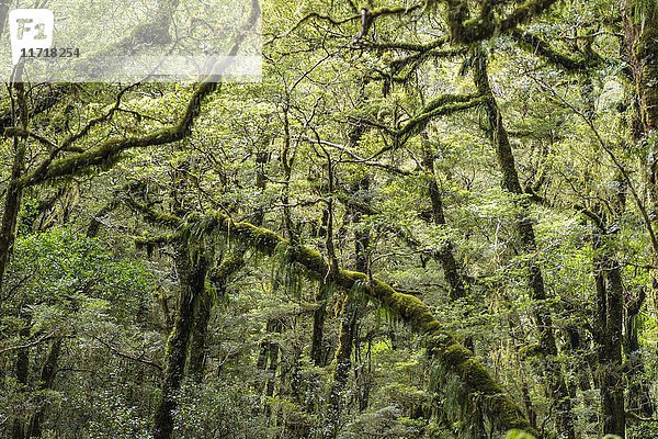 Neuseeländischer Regenwald  moosbewachsene Bäume  Fiordland National Park  Southland  Neuseeland  Ozeanien