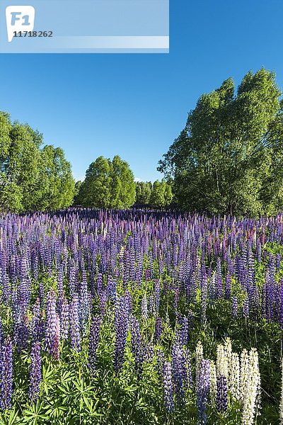 Violette großblättrige Lupinen (Lupinus polyphyllus)  Lake Tekapo  Canterbury  Südinsel  Neuseeland  Ozeanien