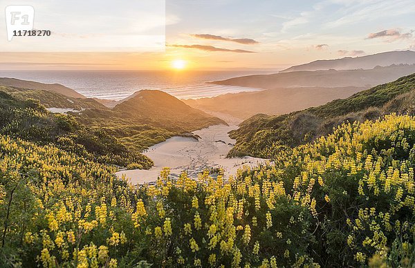 Sonnenuntergang  Gelbe Lupinen (Lupinus luteus) auf Sanddünen  Blick auf die Küste  Sandfly Bay  Dunedin  Region Otago  Otago-Halbinsel  Südland  Neuseeland  Ozeanien