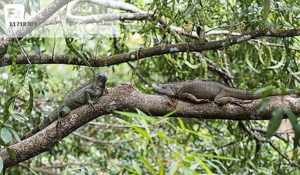 Grüne Leguane (Iguana iguana) auf einem Ast liegend  Costa Rica  Mittelamerika