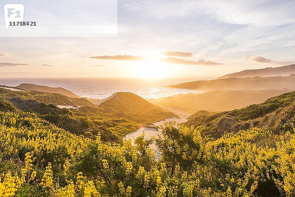 Sonnenuntergang  Gelbe Lupinen (Lupinus luteus) auf Sanddünen  Blick auf die Küste  Sandfly Bay  Dunedin  Region Otago  Otago-Halbinsel  Südland  Neuseeland  Ozeanien