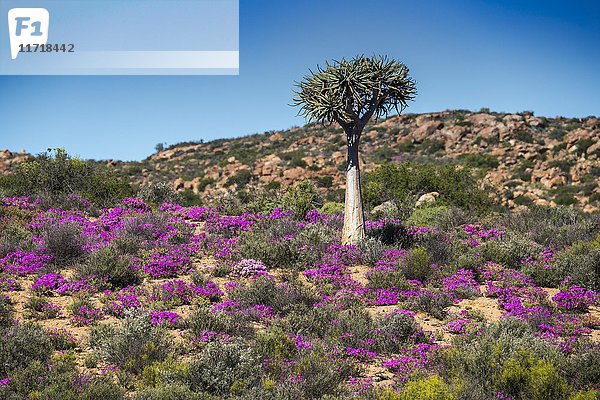Köcherbaum (Aloe dichotoma) mit lila und rosa Blüten  Mittagsblume (Drosanthemum hispidum)  Namaqualand  Nordkap  Südafrika  Afrika