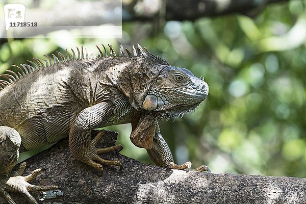Grüner Leguan (Iguana iguana) klettert auf Baum  Costa Rica  Mittelamerika