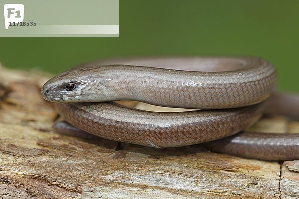 Blindschleiche (anguis fragilis) eingerollt auf einem Baumstamm  Schleswig-Holstein  Deutschland  Europa