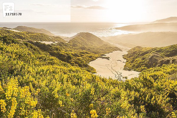 Gelbe Lupinen (Lupinus luteus) auf Sanddünen  Blick auf die Küste  Sandfly Bay  Dunedin  Region Otago  Otago-Halbinsel  Südland  Neuseeland  Ozeanien