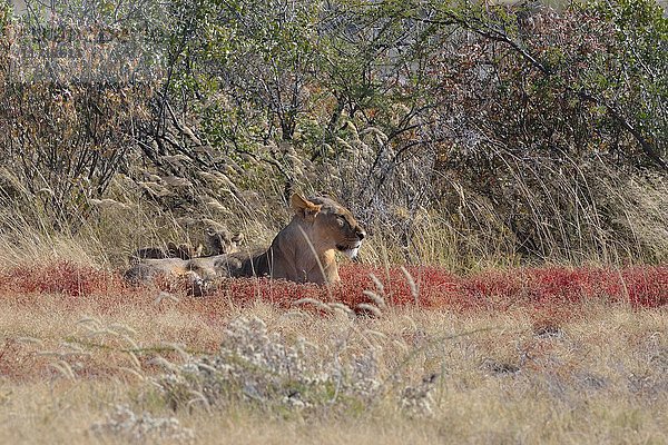 Afrikanischer Löwe (Panthera leo)  Löwin mit zwei Jungtieren im hohen Gras liegend  Etosha-Nationalpark  Namibia  Afrika