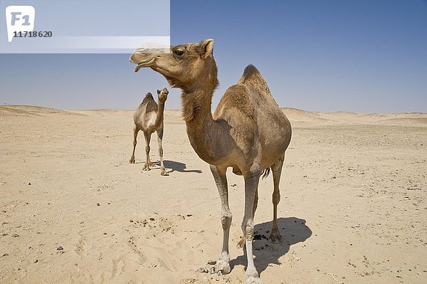 Dromedare (Camelus dromedarius)  Wüste Rub al-Chali  Oman  Asien
