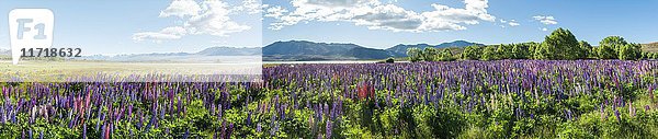 Violette großblättrige Lupinen (Lupinus polyphyllus)  Lake Tekapo vor den Southern Alps  Canterbury  Südinsel  Neuseeland  Ozeanien