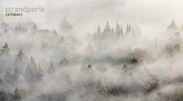 Pfälzerwald im Herbst  Sonnenstrahlen leuchten durch den Nebel  Pfalz  Rheinland-Pfalz  Deutschland  Europa