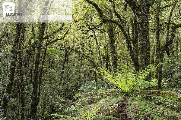 Neuseeländischer Regenwald  Baumfarne (Cyatheales) und moosbewachsene Bäume  Fiordland National Park  Southland  Neuseeland  Ozeanien