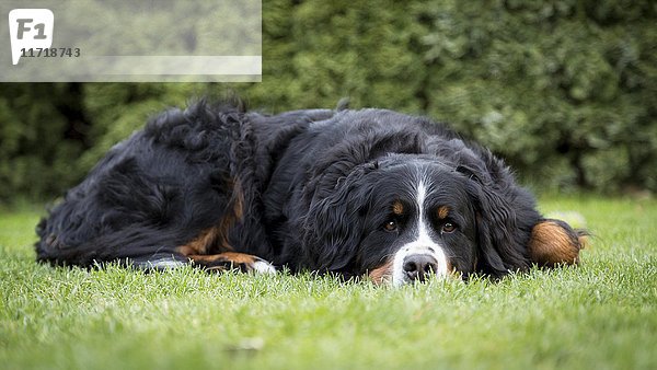 Berner Sennenhündin  Haushund (Canis lupus familiaris)  liegend auf einer Wiese  Deutschland  Europa