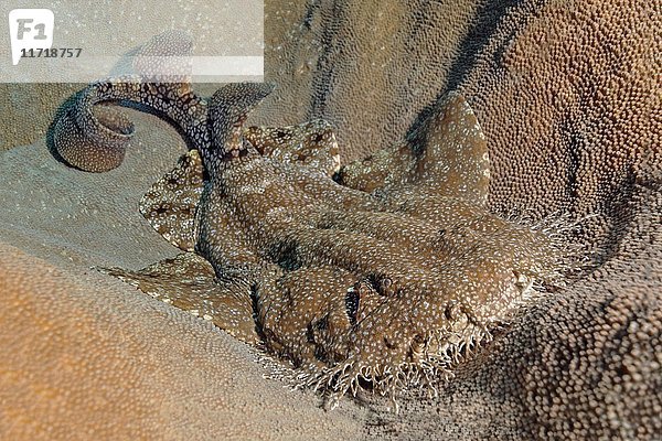 Fransenwobbegong (Eucrossorhinus dasypogon) im Korallenriff liegend  Raja Ampat Archipel  Papua Barat  West Neuguinea  Pazifischer Ozean  Indonesien  Asien