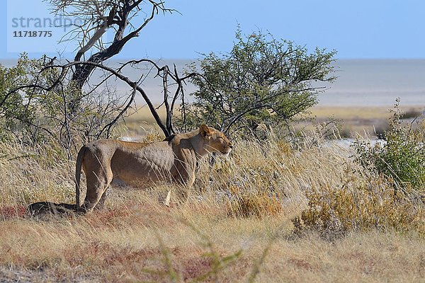 Afrikanischer Löwe (Panthera leo)  Löwin stehend in Savanne  Etoscha-Salzpfanne im Hintergrund  Etoscha-Nationalpark  Namibia  Afrika
