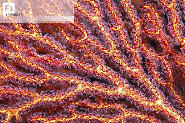 Korallenpolypen am Mopsella-Seefächer (pugella sp.)  Detail  rot  Raja Ampat Archipel  Papua Barat  West-Neuguinea  Pazifischer Ozean  Indonesien  Asien