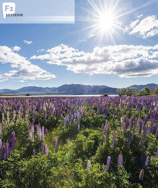 Violette großblättrige Lupinen (Lupinus polyphyllus)  Lake Tekapo vor den Southern Alps  Canterbury  Südinsel  Neuseeland  Ozeanien