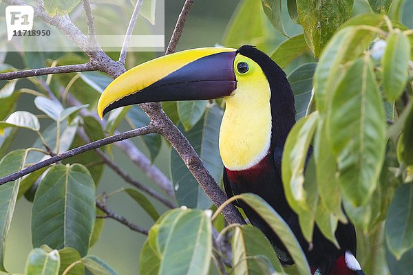 Gelbkehltukan (Ramphastos ambiguus) im Baum sitzend  Regenwald  Boca Tapada  Costa Rica  Mittelamerika