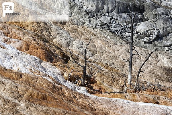 Abgestorbene Bäume  Mineralablagerungen  Palette Spring  Niederterrassen  Mammoth Hot Springs  Yellowstone National Park  Wyoming  USA  Nordamerika