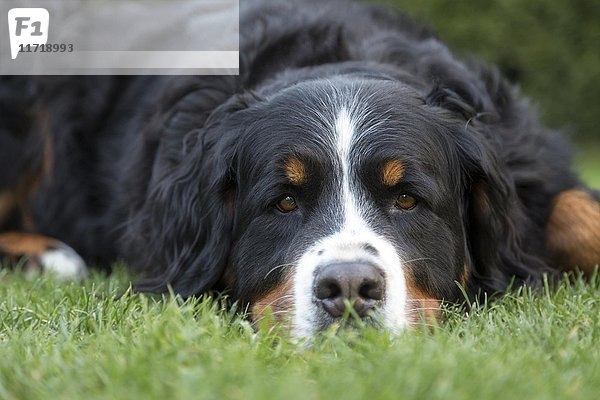 Berner Sennenhündin  Haushund (Canis lupus familiaris)  liegend auf einer Wiese  Porträt  Deutschland  Europa