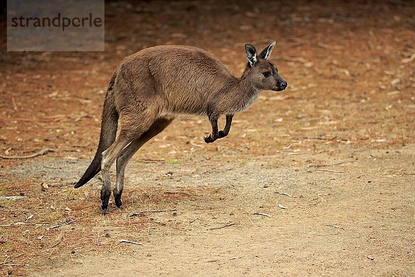 Westliches Graues Känguru (Macropus fuliginosus fuliginosus)  erwachsen  springend  hüpfend  Känguru-Insel  Südaustralien  Australien  Ozeanien