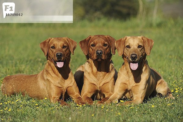 Labrador Retriever  drei Hündinnen nebeneinander auf einer Wiese liegend  gelb