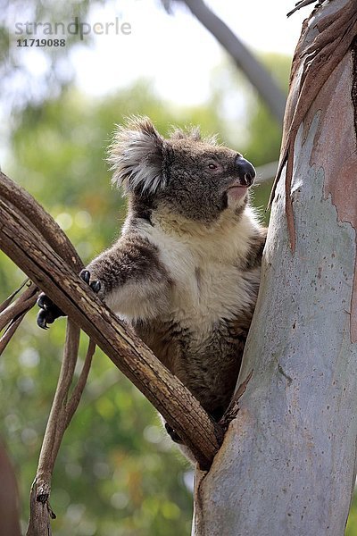 Koala (Phascolarctos cinereus)  erwachsenes Tier klettert auf Baum  Mount Lofty  Südaustralien  Australien  Ozeanien