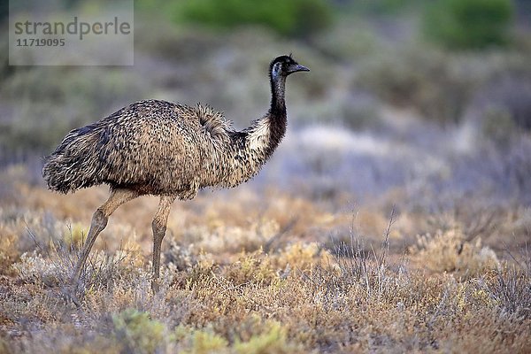 Emu (Dromaius novaehollandiae)  erwachsen  gehend  Sturt National Park  New South Wales  Australien  Ozeanien