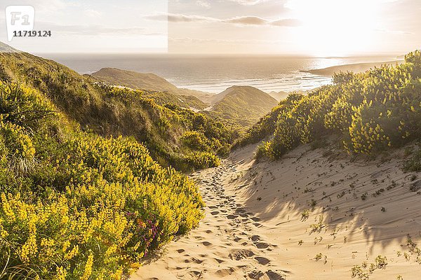 Gelbe Lupinen (Lupinus luteus) auf Sanddünen  Blick auf die Küste  Sandfly Bay  Dunedin  Region Otago  Otago-Halbinsel  Südland  Neuseeland  Ozeanien