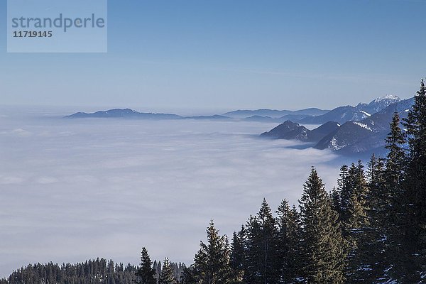 Gipfel über der Wolkendecke  Blick von der Bergstation der Laberbergbahn  Oberammergau  Bayern  Deutschland  Europa