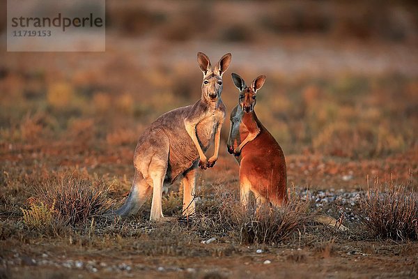 Rote Kängurus (Macropus rufus)  Weibchen mit Jungtier  Sturt National Park  New South Wales  Australien  Ozeanien