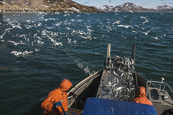 Eine kommerzielle Fischereibesatzung holt eine Ladung Hering in der Kulukak Bay in der Bristol Bay  Südwest-Alaska  USA  ein.